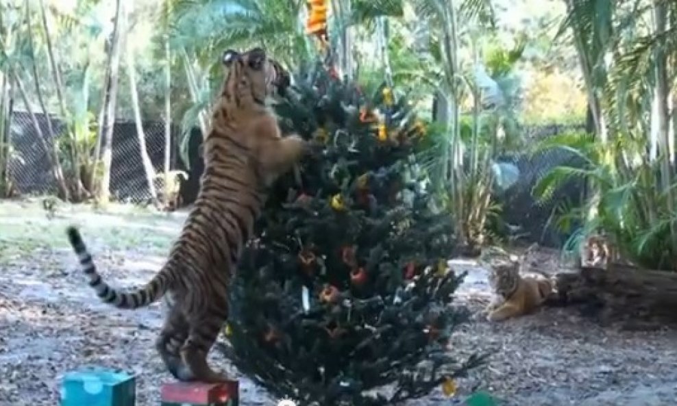 tigar božićno drvce