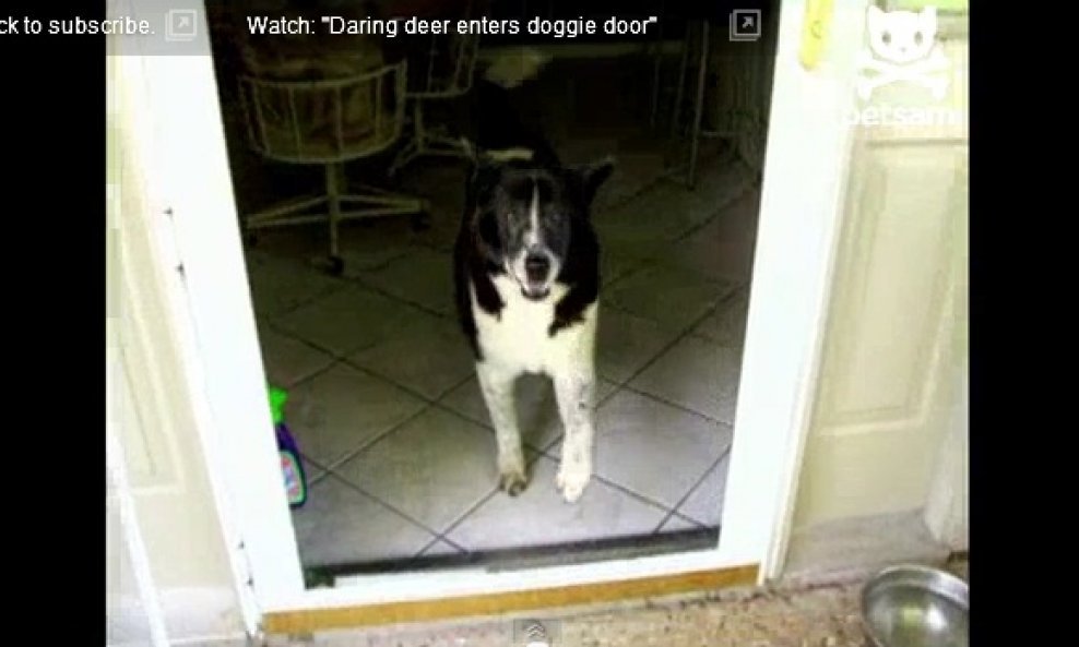 Zbunjeni pas u borbi s nevidljivim vratima