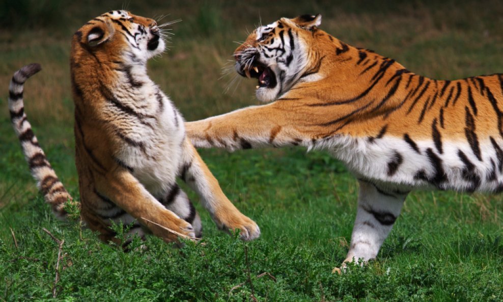tigrovi boksaju
