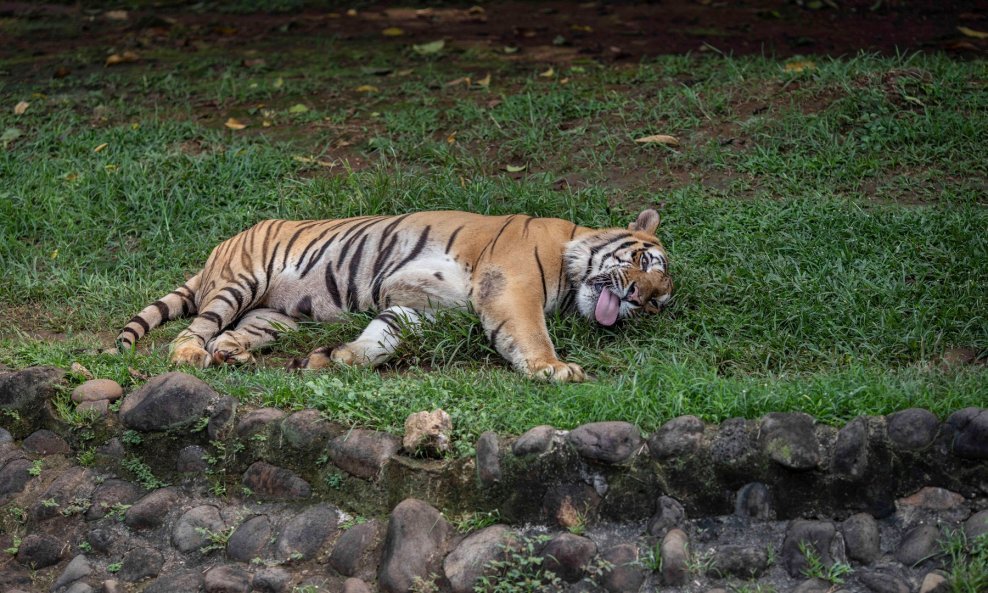Tigar u zoološkom vrtu u Jakarti