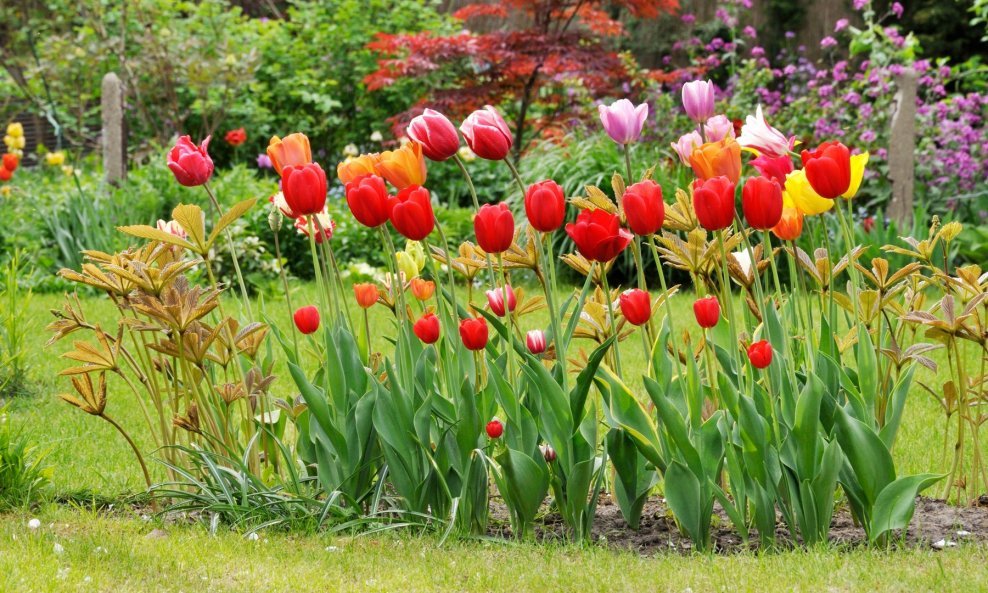 Jedan od najljepših proljentih ukrasa u vrtu su tulipani