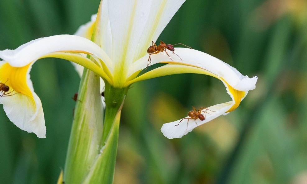 Mravi mogu bespovratno uništiti biljke