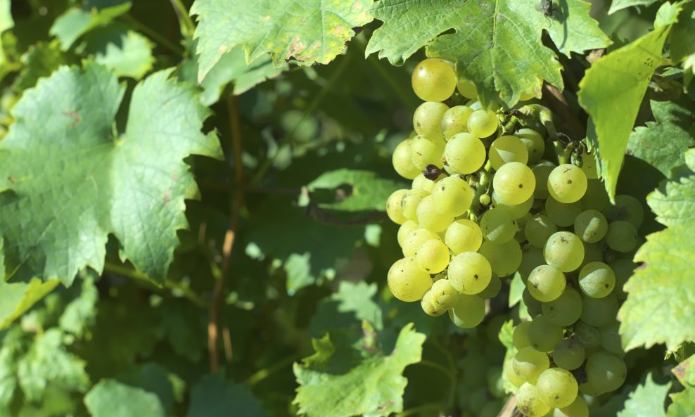 grožđe vinograd