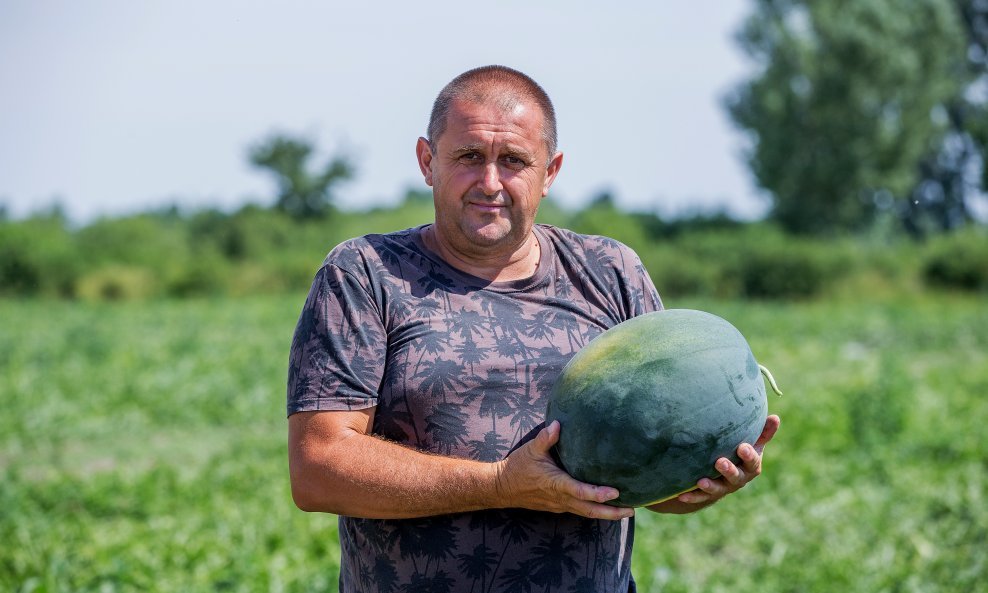 Predrag Tomašević, uzgajivač lubenica iz Baranje