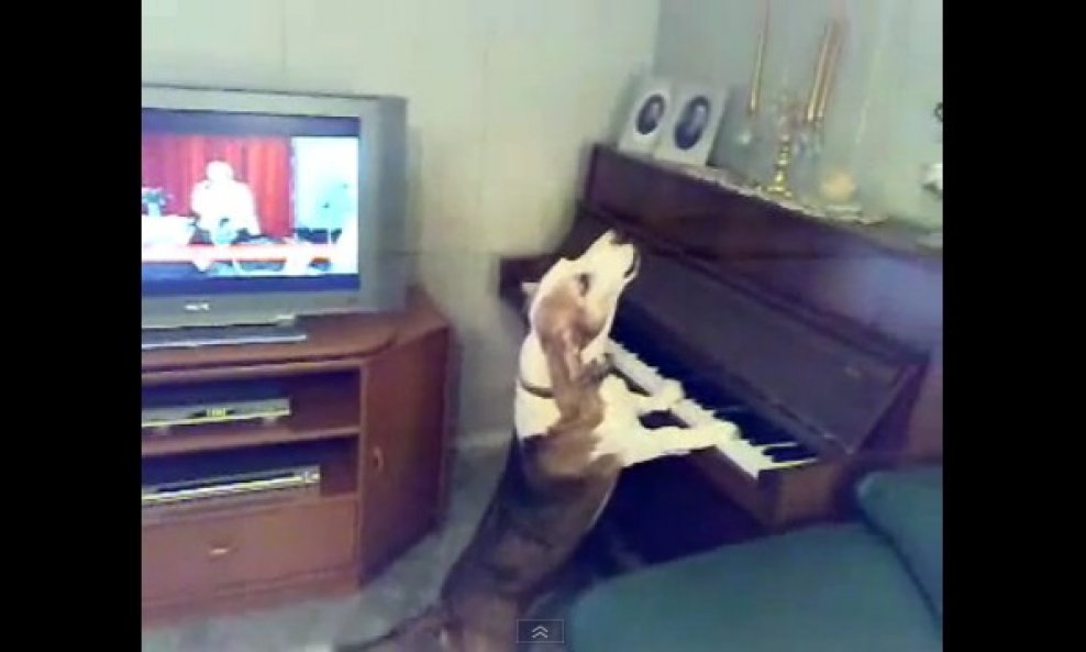 pas svira klavir i pjeva