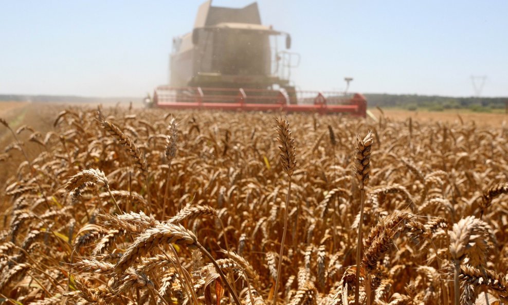Pšenice je zasijano na 145 tisuća hektar