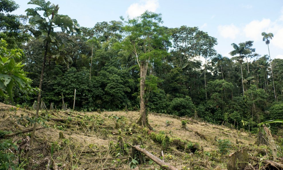 Deforestacija šuma