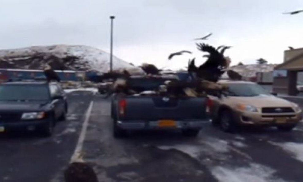 orlovi divljaju na parkingu funvideo