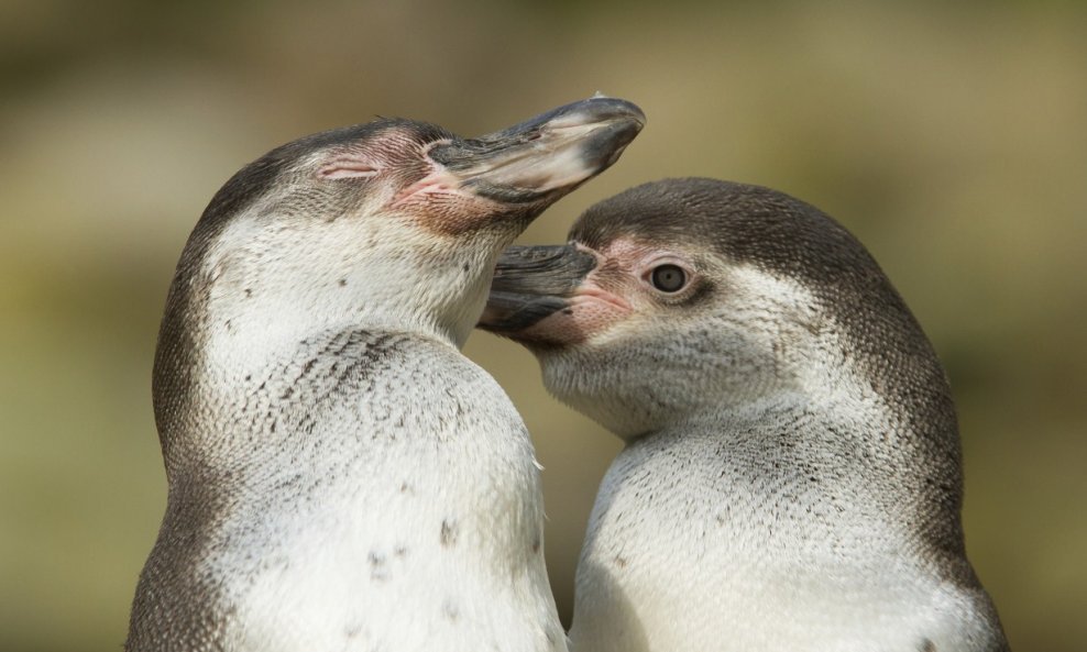 pingvini par pingvina