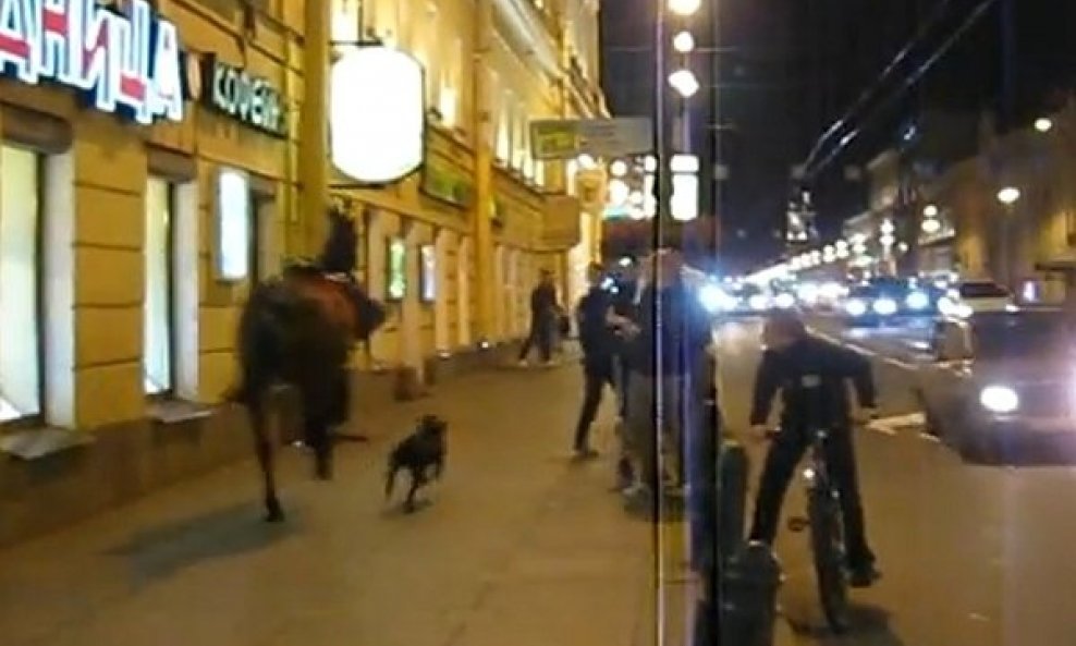 Odbjegli konj i pas jure St. Petersburgom