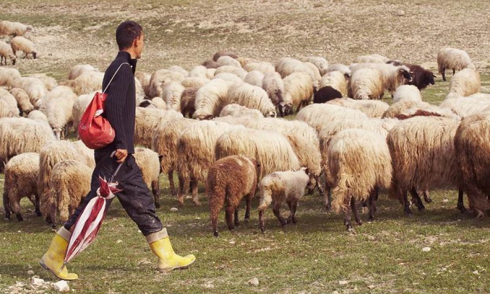 pastir, ovce, selo, žute čizme