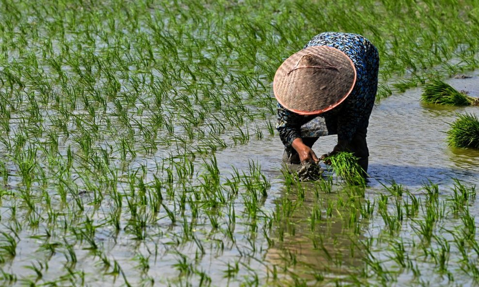 Polje riže u Vijetnamu