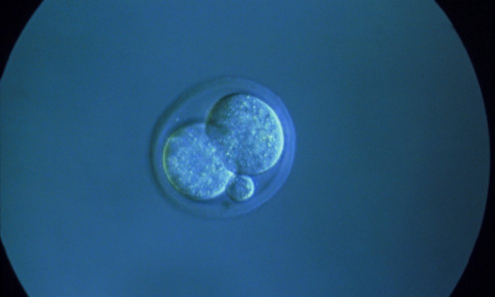 Mišji embrij