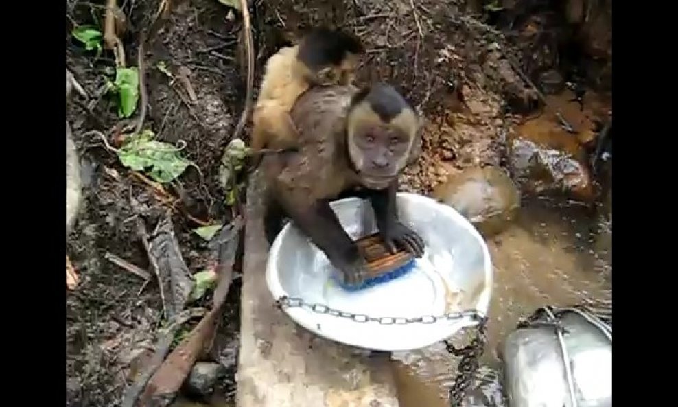majmun Pete pere suđe