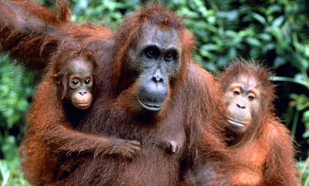 obitelj orangutana majmuni