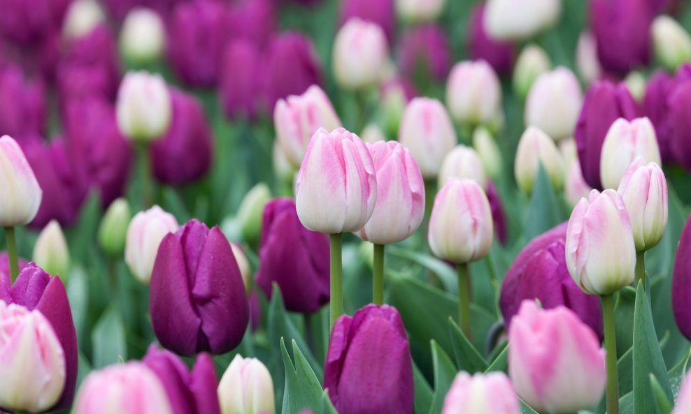 Tulipani u vazi trebaju osvježenje? Imamo odlično rješenje