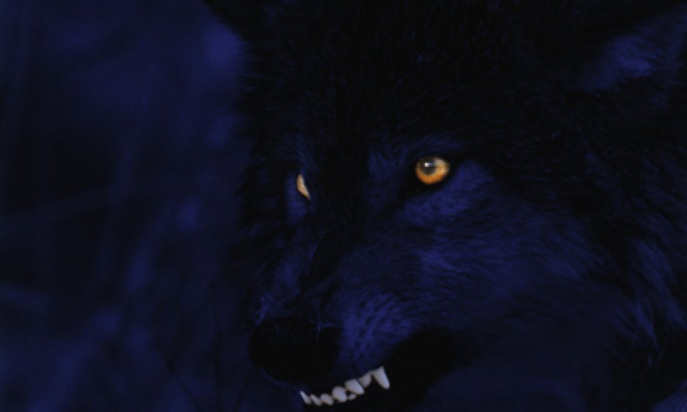 crni vuk