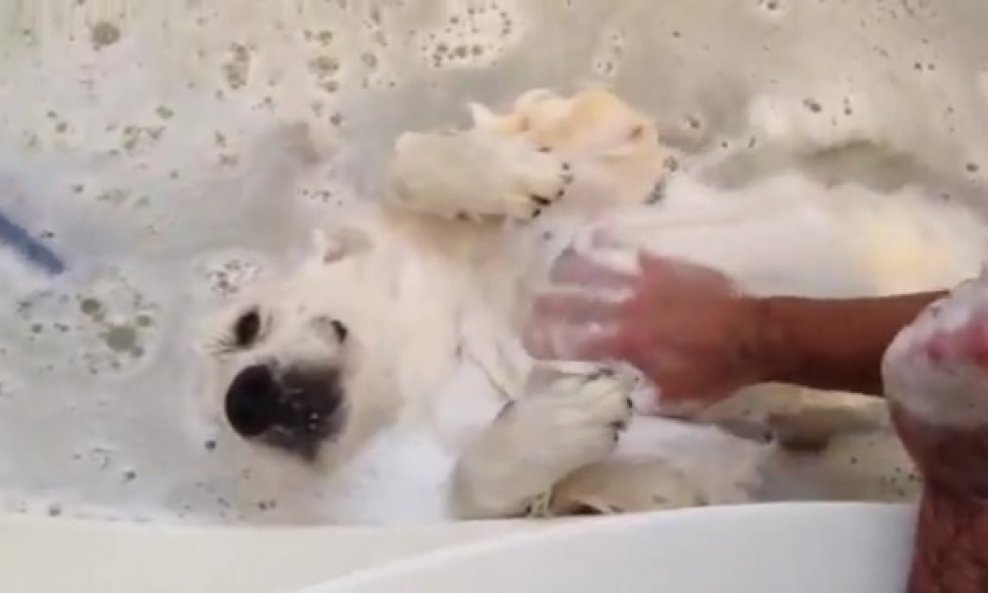 Casper - pas koji se voli kupati