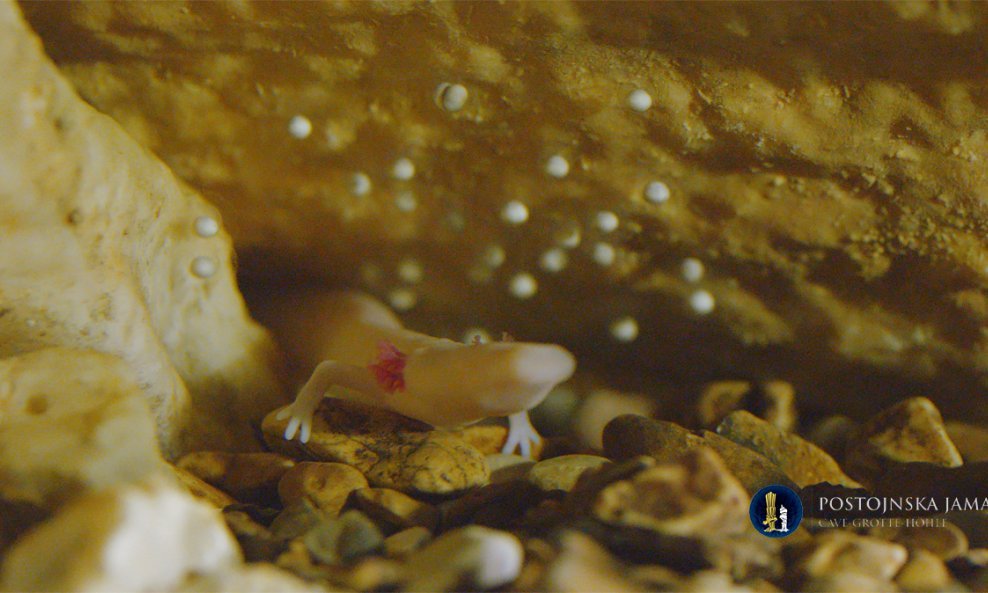 Proteus Anguinus čovječja ribica Postojnska jama