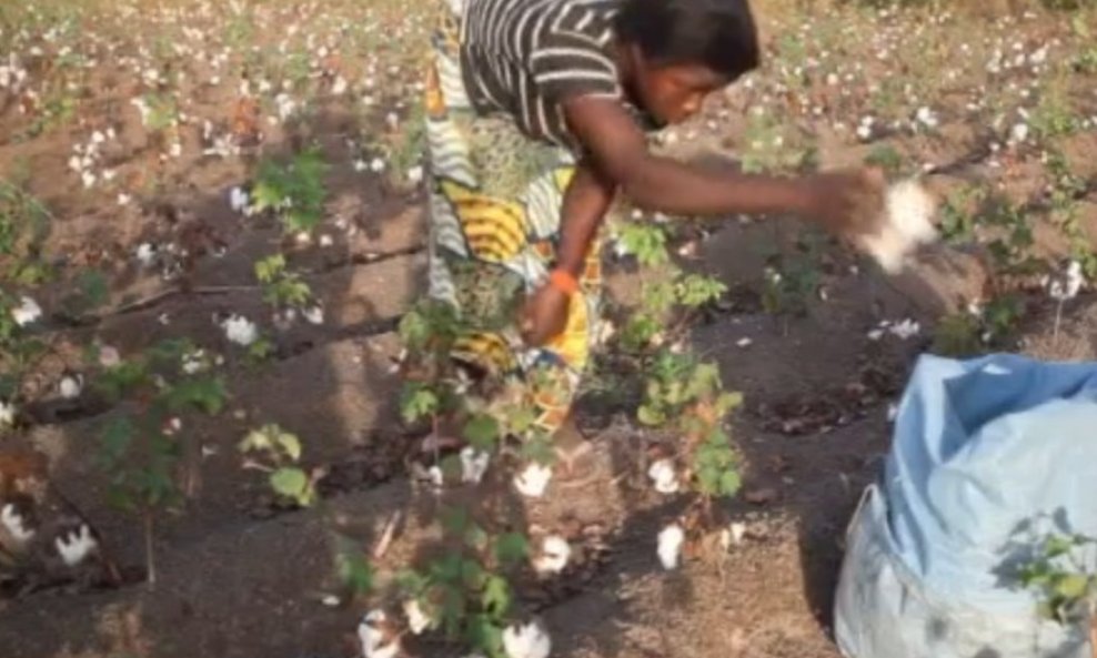 Burkina Faso polja pamuka