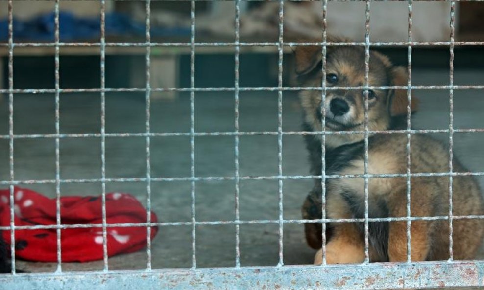 Azil za životinje pas psić