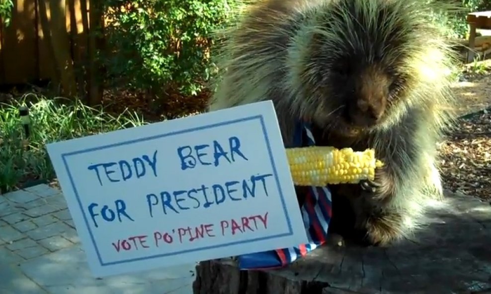 dikobraz teddy bear za predsjednika funvideo