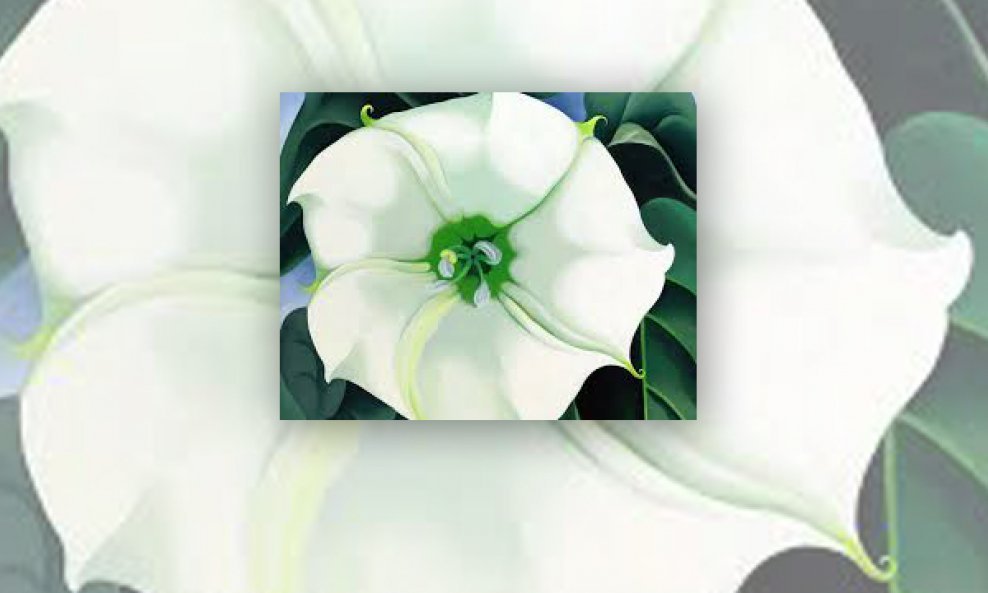White Flower No 1