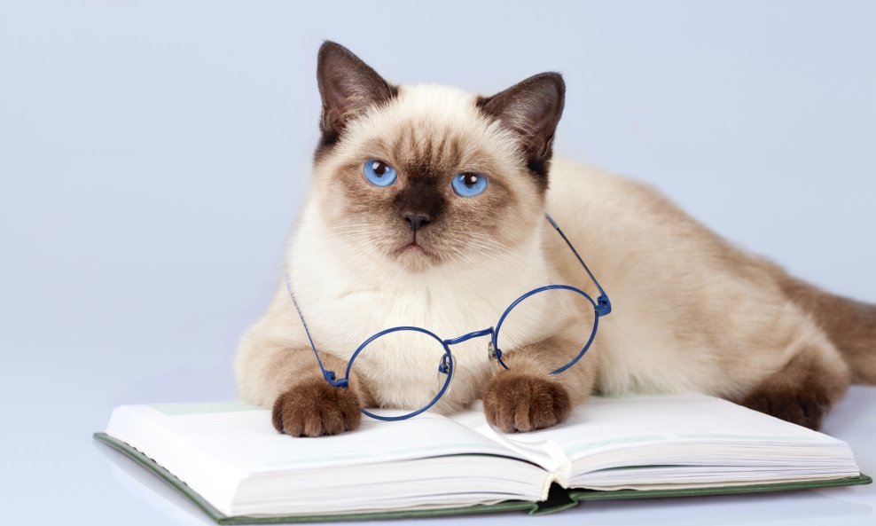 mačka knjiga
