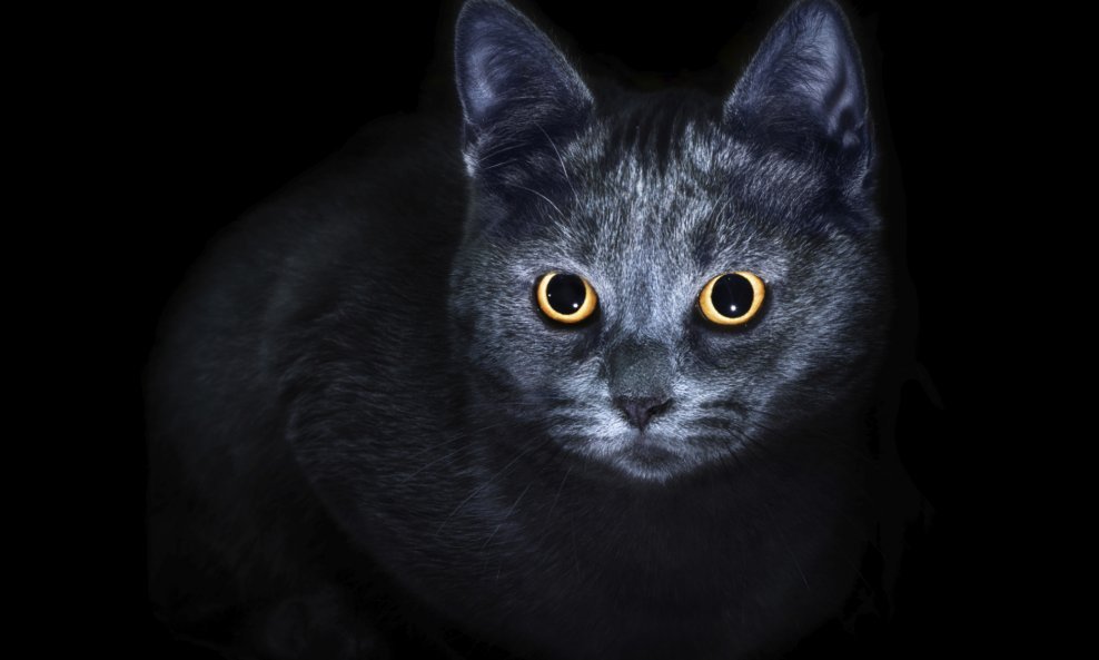 mačka u mraku