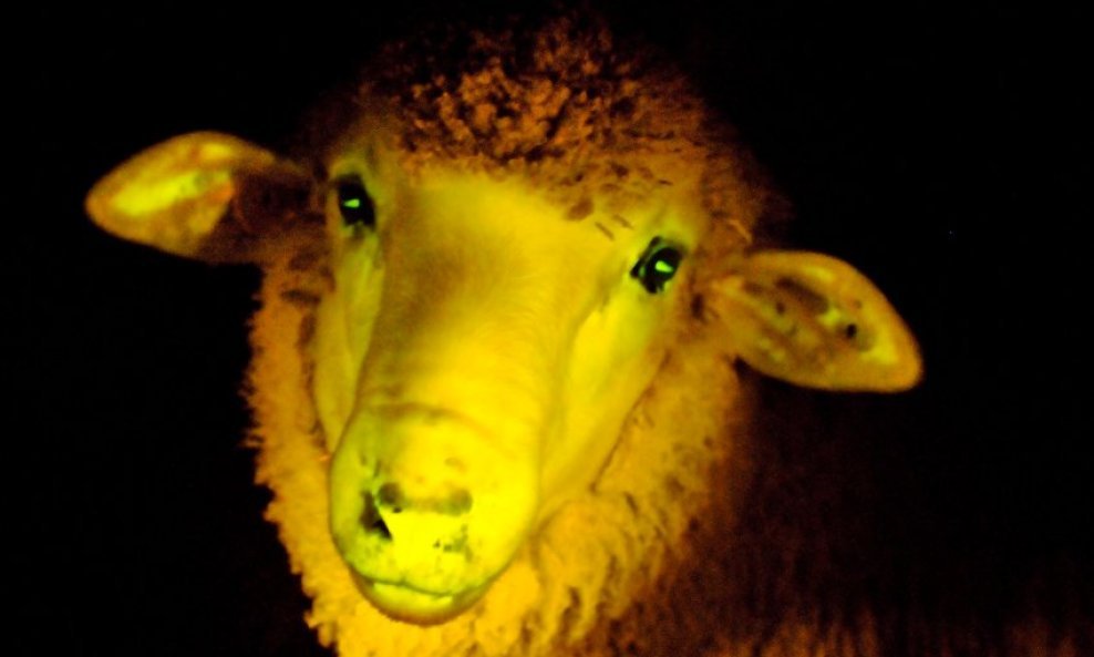 fluorescentna ovca urugvaj