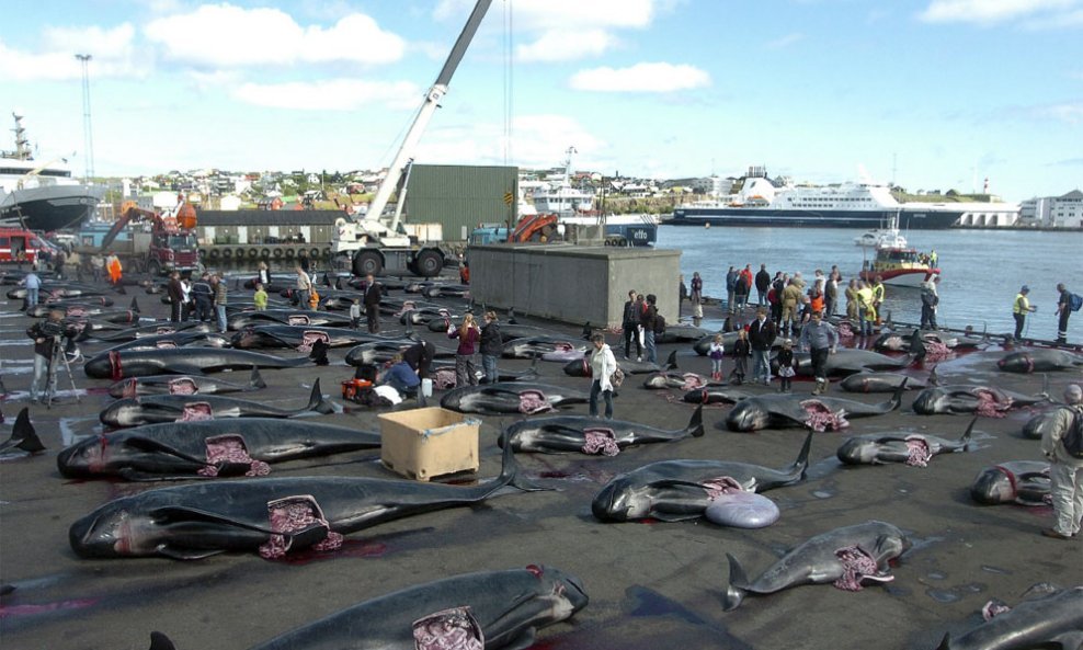 Pokolj kitova Danska
