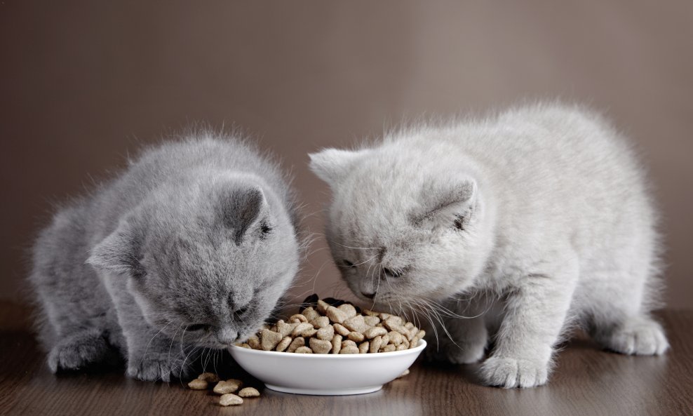 mačke mačkice hrana ljubimci