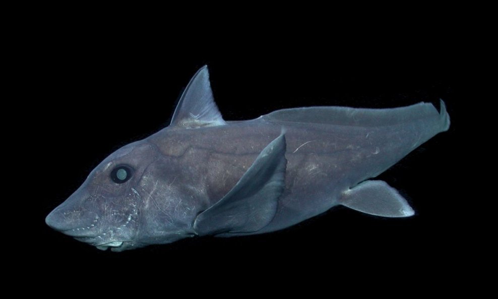 Himere pripadaju skupini morskih pasa