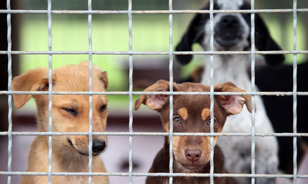 Štenci iz azila za pse u Dumovcu