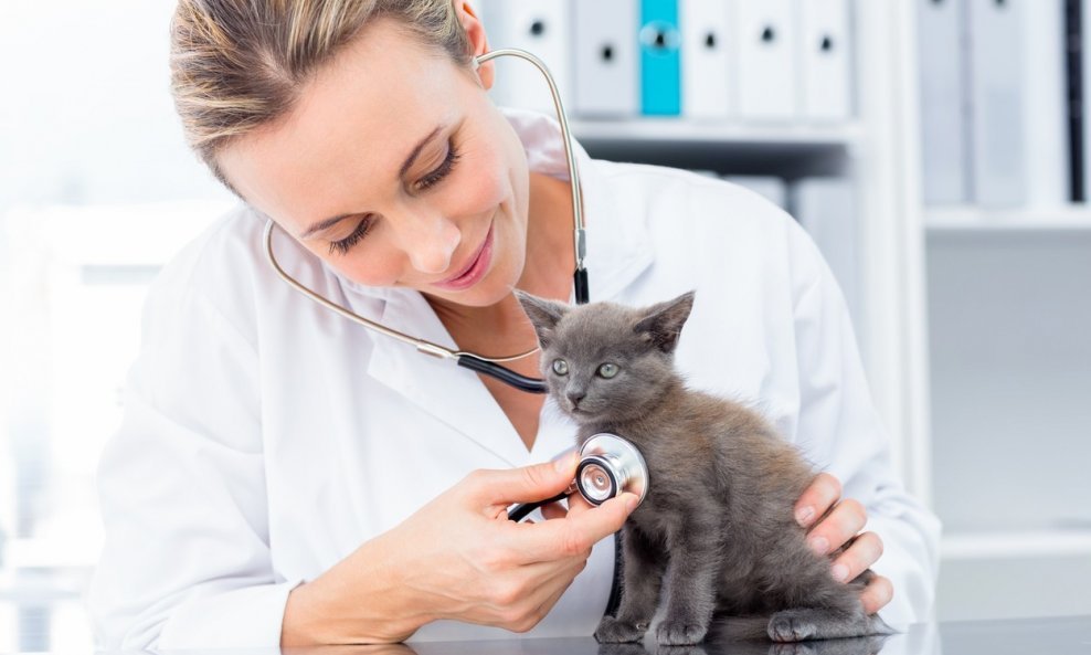 veterinarka mačka