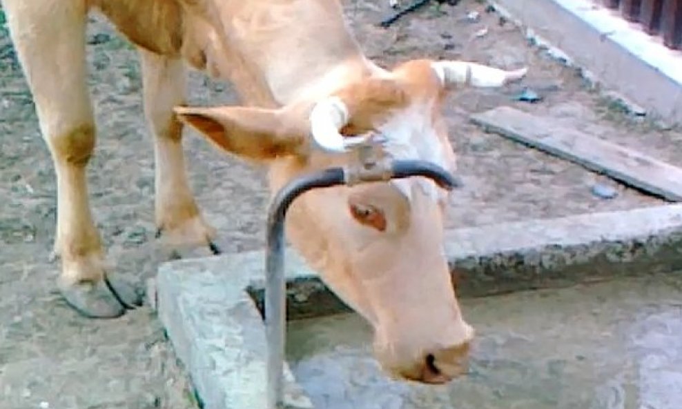 Pametna krava zna otvoriti pipu