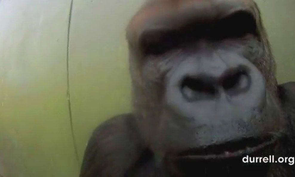 gorila Yo Kwanza