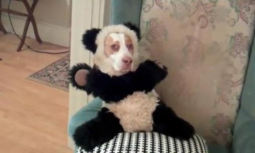 Maymo panda funvideo