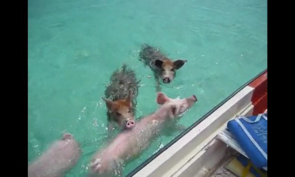 svinje koje plivaju
