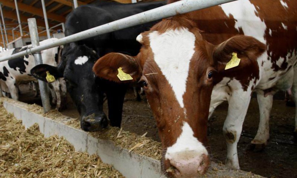 Slučaj goveđe spongiformne encefalopatije zabilježen je u španjolskoj pokrajini Salamanci