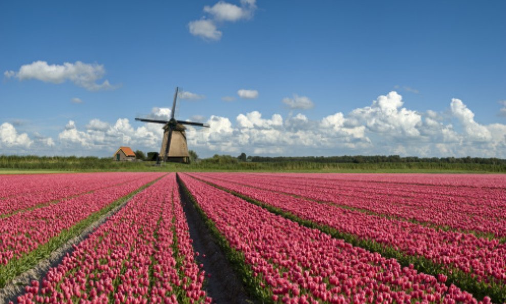 nizozemska tulipani vjetrenjača