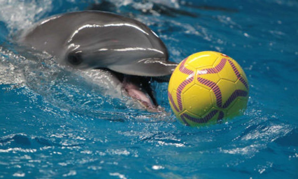 Delfini zaigrali nogomet (3)