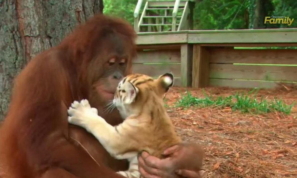 orangutan tigrić majmun tigar