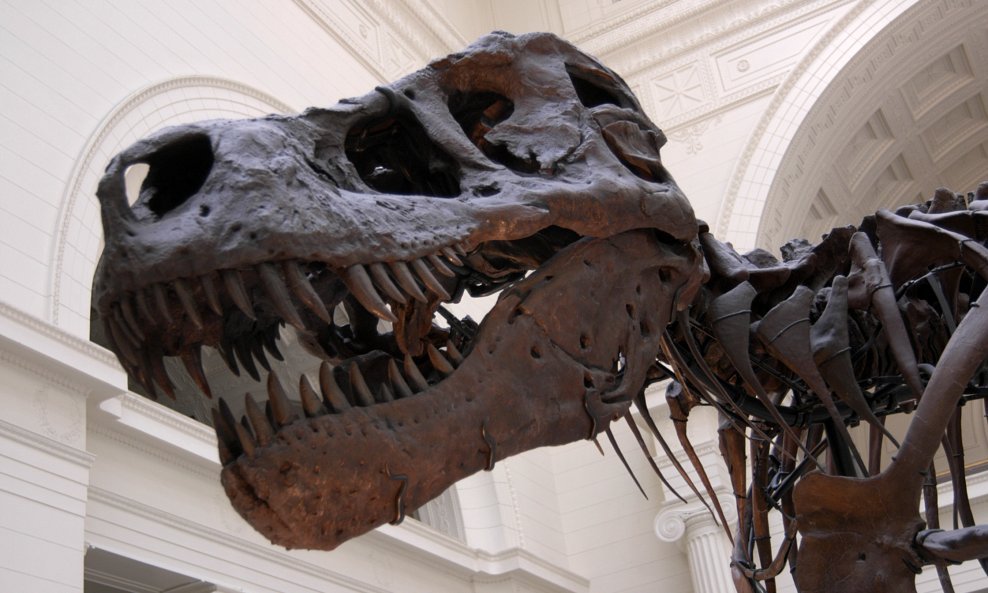 t-rex muzej