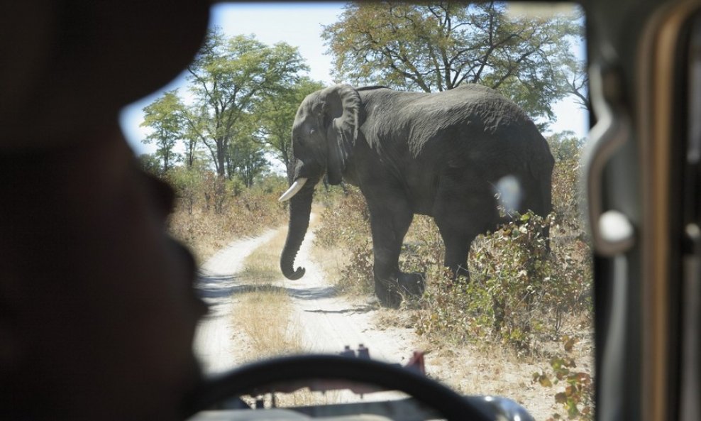 slon automobil safari rezervat