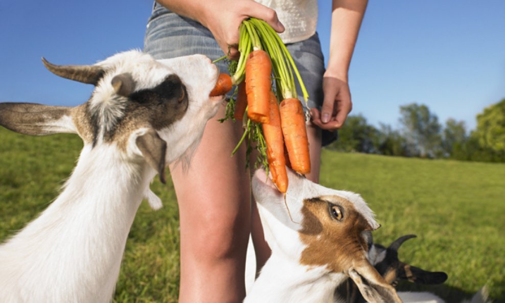 koze jedu mrkvu