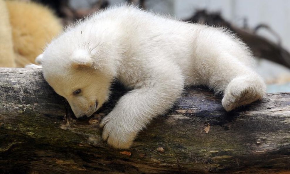 Beba polarnog medvjeda s mamom (9)