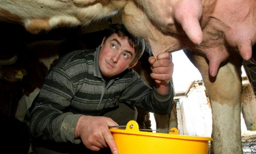 Mljekar Boris Kovačević mlijeko mužnja krava