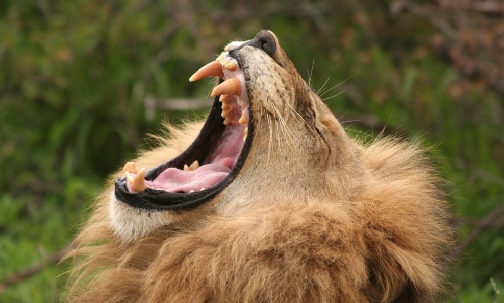 lav lavovi afrika divlje životinje divljina