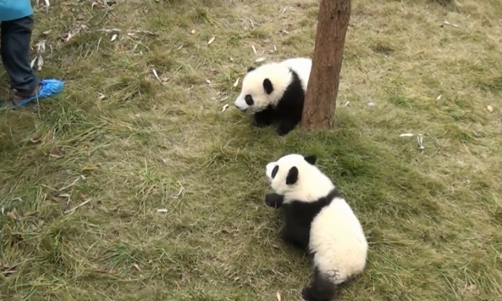 pande panda